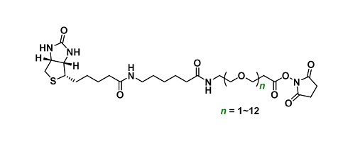 Biotin-LC