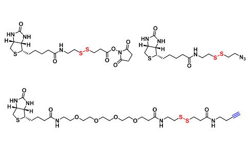 SS-Biotin