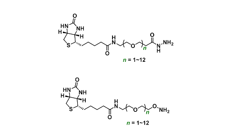 生物素-羰基反应