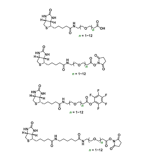 生物素-胺反应