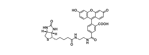 生物素-荧光染料