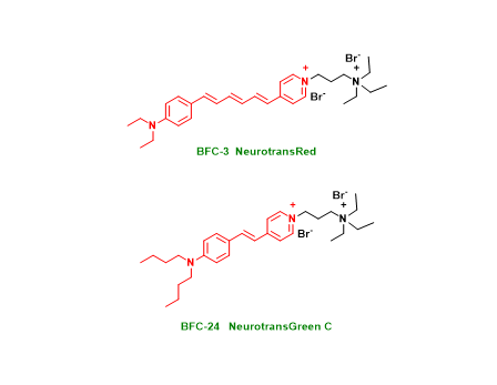 突触活性监测探针