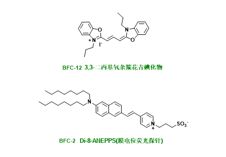 膜电位检测探针